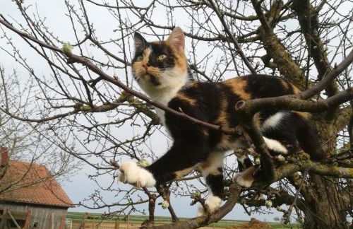 Ferienhof Veit - Foto 33