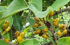 Lindo Sítio Estilo Moderno - Foto 80