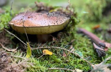 Chalet de charme pied des pistes - Photo 24