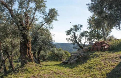 Cantinho da Pereira - Foto 7