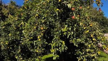 Ferien am Goldberger See - Foto 2, Garden