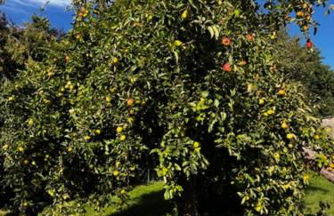 Ferien am Goldberger See - Foto 2