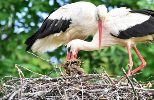 U Wileńskich - Foto 27