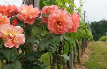 Agriturismo Gli Archi - Foto 65