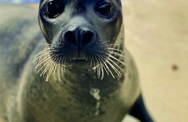 Marineland Maiorca - Foto 14