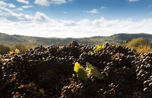 Castello di Volpaia - Foto 108