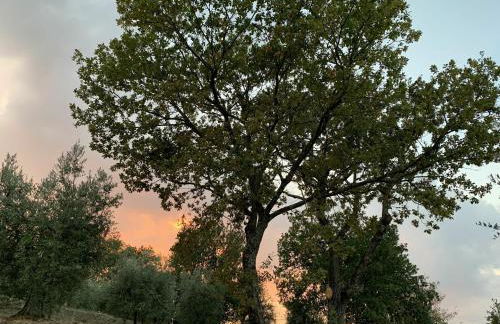 San Lorenzo - Foto 29