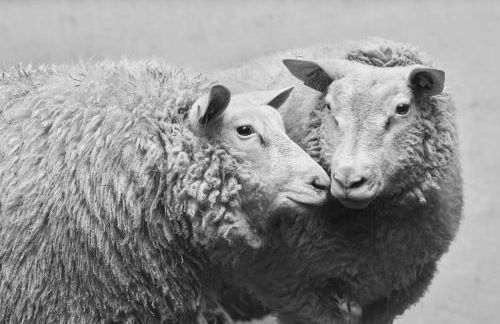 Chambre des moutons - Foto 19