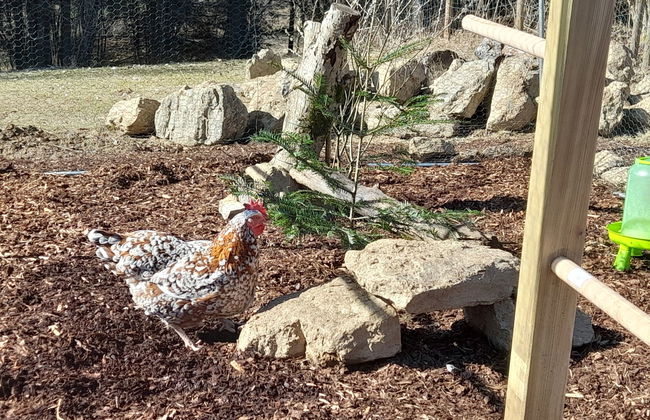 Chalet Toni mit Sauna - Foto 36