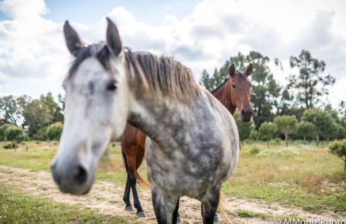 Casas da Horta - Photo 37