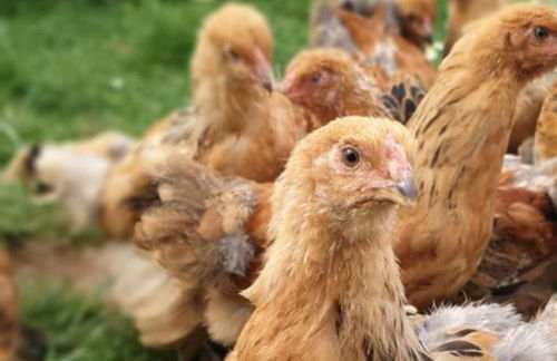 Oma Lina Haus - 4 SZ 2 Bäder großer Garten und Infrarot-Sauna - Photo 9