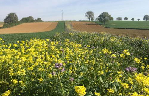 Auszeit - Historisches Ferienhaus in der Südpfalz - Foto 30
