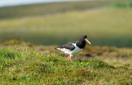 Voortrekker Shetland Holiday Apartments - Foto 18