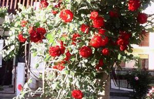 Apartman Sucuraj - Foto 17