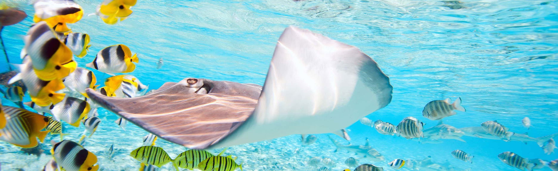 Bora Bora Shark Snorkel Safari