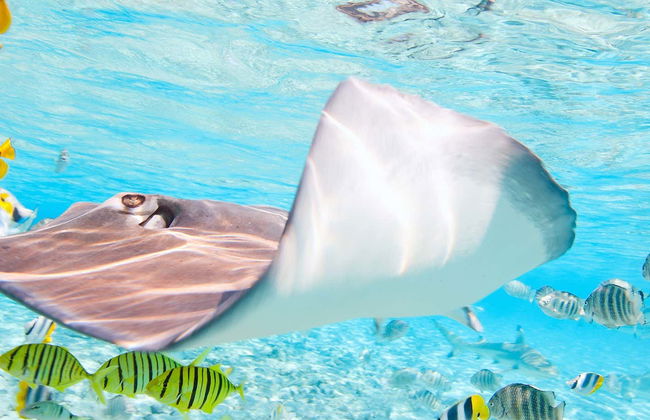 Bora Bora Shark Snorkel Safari - Photo 1