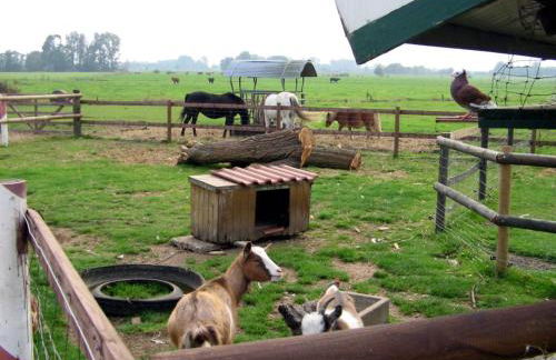 Ferienhof Am Birkensee 55125 - Foto 13