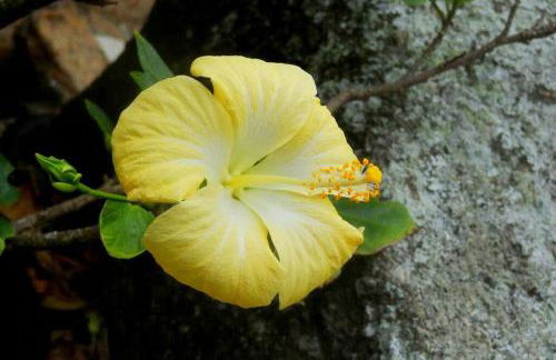 JoaquinaHouse Paraíso exclusivo, acesso a praia - Foto 56