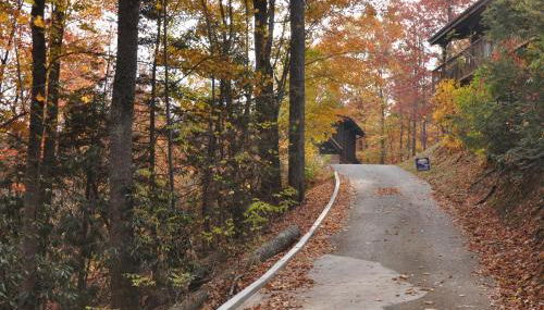 Bears Among Us - Foto 5