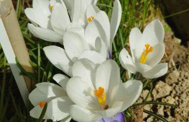 TATRA HOMES domek z jacuzzi - Foto 48