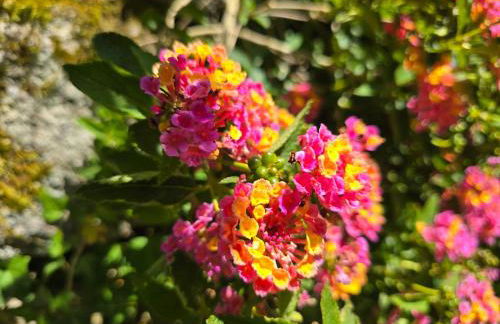 Campomuiños - Foto 30