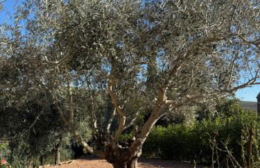 Casa Leoni Chianni - tuscan luxurious Villa - Foto 40