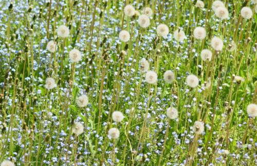 Ferienwohnung in Wildemann - Foto 29