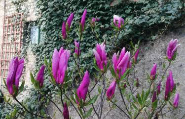 Domek na wsi Wiejsko Czarodziejsko - Agroturystyka Podlasie - Foto 69