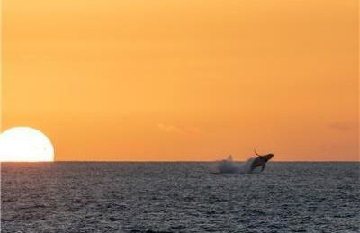 Alii Villas #301 condo - Foto 17