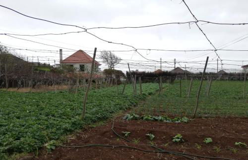 Avó Lucindinha House - Porto Moniz - Foto 52