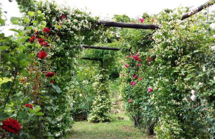 Villa La Moraiola - Foto 38