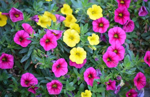 Ferienhaus - Kern - Foto 33