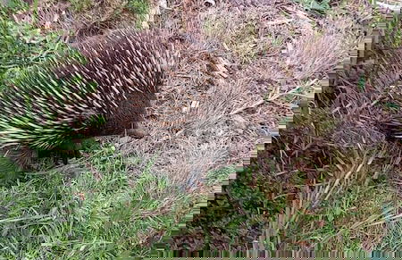 Great Ocean Road Beach Haven - Foto 26