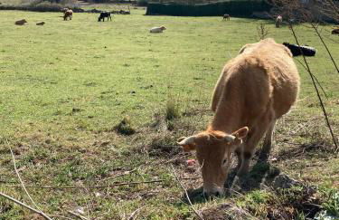 Los Cedros, gran chalet con piscina y apartamento en Navacerrada - Foto 44