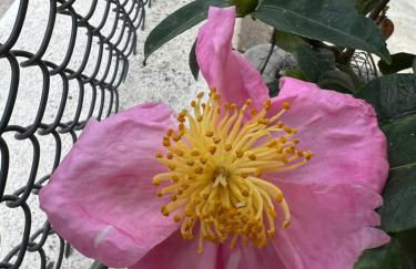 B&B La Mammola - Foto 13