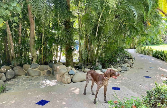 Villa Palomas A Unos Pasos De Playa La Ropa - Foto 44