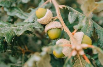 TerraSense Mountain Charm Retreat & Farm - Foto 30