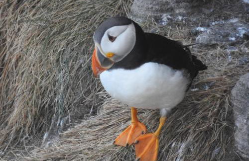 Dunnottar Cottage - Foto 61