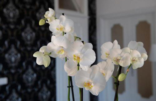 Amalfi Venere house -balcony & seaview - Photo 23