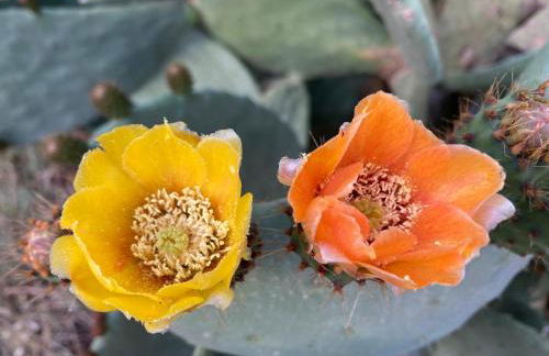 Stonevillas and Seaview Garden Marion - Foto 40