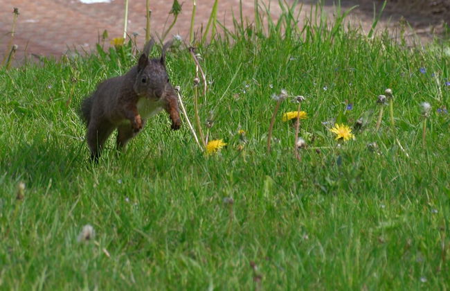 Doppelhaushaelfte in Hasselfelde - Foto 21