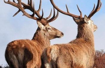 The Lodge - Photo 39