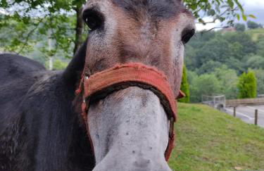 Aromas de Coraín - Foto 28