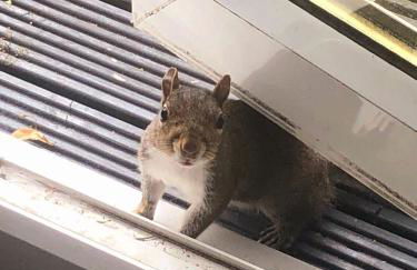 Woodland View Retreat - Luxury Stay, Endless Fun - Foto 43