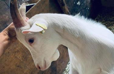 Il Giardino Dorato - Foto 19