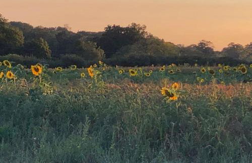 Larks Rise - Foto 15