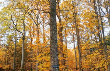 Ferienwohnung Löwenstern Niederstetten - Foto 33