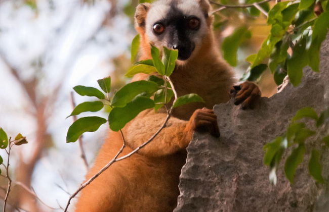 Tour pela Cidade e Lemurua Land - Foto 3