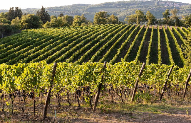 Castello La Leccia - Foto 36