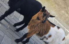 Quinta Marinhais para férias no Ribatejo - Foto 24